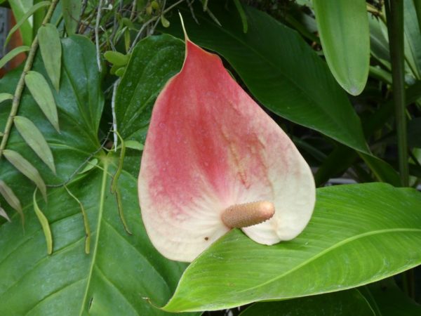 fleur rose