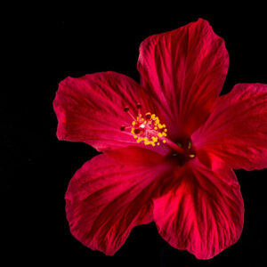 hibiscus fleur