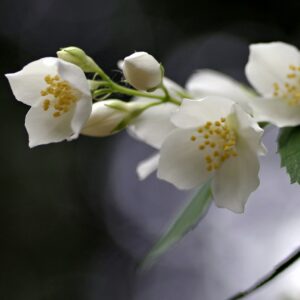 jasmin